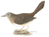 Image of: Cercotrichas galactotes (rufous-tailed scrub-robin)