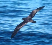 Wedge-tailed Shearwater - Puffinus pacificus