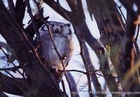 Southern White-faced Owl - Ptilopsis granti
