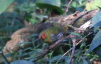 Green-backed Twinspot - Mandingoa nitidula