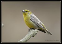 Raimondi's Yellow-Finch - Sicalis raimondii