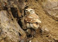 금눈쇠올빼미(Athene noctua) (Little Owl)