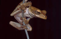 : Polypedates cruciger; Common Hour-glass Tree Frog