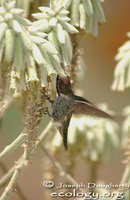 : Calypte anna; Anna's Hummingbird
