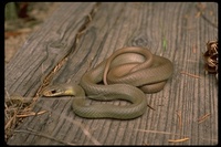 : Coluber constrictor mormon; Western Yellow-bellied Racer