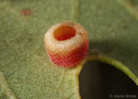 : Phylloteras cupella; Urn Gall Wasp;