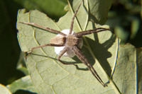 : Pisaurina sp.; Nursery Web Spider