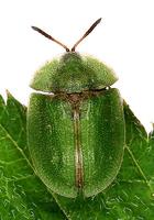 Cassida viridis - Green Tortoise Beetle
