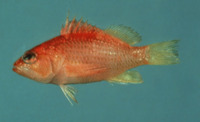Plectranthias garrupellus, Apricot bass: