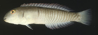 Cymolutes torquatus, Finescale razorfish: