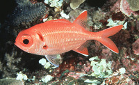 Myripristis pralinia, Scarlet soldierfish: fisheries