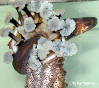 Encheliophis gracilis, Graceful pearlfish: