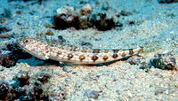 Synodus dermatogenys, Sand lizardfish: