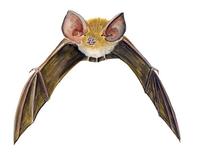 Image of: Natalus tumidirostris (Trinidadian funnel-eared bat)