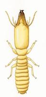 Image of: Reticulitermes flavipes (eastern subterranean termite)
