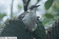 Galapagos Mockingbird - Nesomimus parvulus