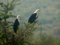 African Fish Eagle (Skrikhavsörn) - Haliaeetus vocifer