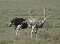 Common Ostrich p.2