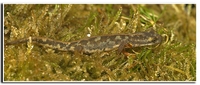 : Euproctus platycephalus; Sardinian Brook Salamander