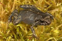 : Noblella peruviana; Peru Andes Frog
