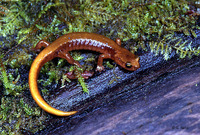 : Plethodon vandykei; Van Dyke's Salamander