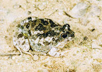 : Tomopterna tandyi; Tandy's Sand Frog