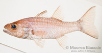 : Cheilodipterus macrodon