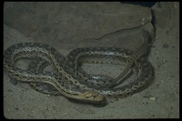: Pituophis catenifer; Gopher Snake
