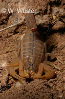 : Hottentotta trilineatus; Three-lined Scorpion