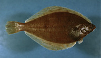 Limanda ferruginea, Yellowtail flounder: fisheries, aquaculture