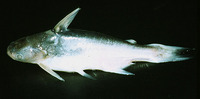 Pseudauchenipterus nodosus, Cocosoda catfish: fisheries, bait