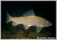 Moxostoma erythrurum, Golden redhorse: gamefish