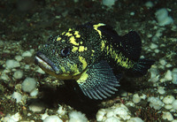 Sebastes nebulosus, China rockfish: fisheries, gamefish, aquarium