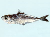 Leiognathus elongatus, Slender ponyfish: fisheries