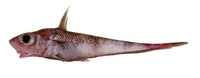 Coelorinchus fasciatus, Banded whiptail: fisheries