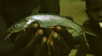 Bathybagrus stappersii, : fisheries