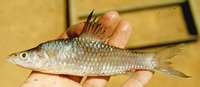 Barbus mattozi, Papermouth: gamefish
