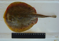 Urobatis maculatus, Spotted round ray: