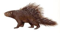 Image of: Hystrix crassispinis (thick-spined porcupine)