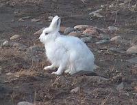 Image of: Lepus arcticus (Arctic hare)