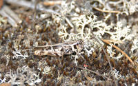 Image of: Camnula pellucida (clearwinged grasshopper)