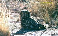 Bubo africanus - Spotted Eagle Owl