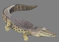 Image of: Crocodylus porosus (estuarine crocodile)