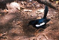 Seychelles Magpie-Robin - Copsychus sechellarum