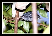 Elfin-woods Warbler - Dendroica angelae