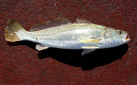 Rosy Jewfish (Otolithes ruber syn. argenteus)
