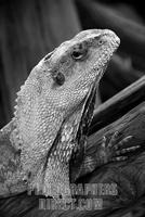 ...Bearded Dragon one of the many lizard species in the world on display at a terrarium in Chicago 