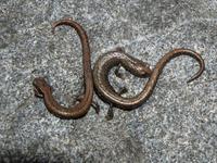 : Batrachoseps gabrieli; San Gabriel Mountains Slender Salamander