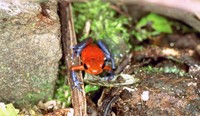 : Oophaga pumilio; Strawberry Poison Frog