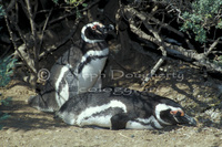 : Speniscus magellanicus; Magellanic Penguin